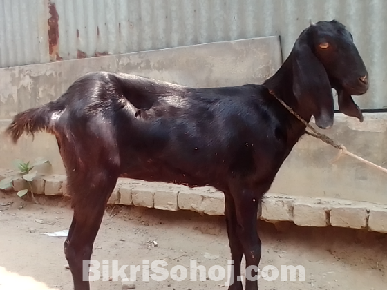ছাগল বিক্রয় করা হবে